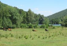 Dem Auerochsen im Biosphärenreservat auf der Spur