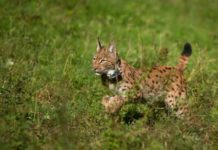 Wrano – Junger Luchskuder aus der Slowakei für das Wiederansiedlungsprojekt im Pfälzerwald freigelassen