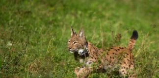 Wrano – Junger Luchskuder aus der Slowakei für das Wiederansiedlungsprojekt im Pfälzerwald freigelassen