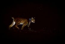 Alfi – zweite Luchs-Freilassung