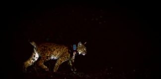 Alfi – zweite Luchs-Freilassung