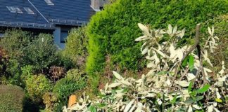 Grünschnittsammlung der Stadtbildpflege Kaiserslautern