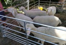 Lammfest auf dem Hofgut Neumühle – Kulinarisches für Genießer