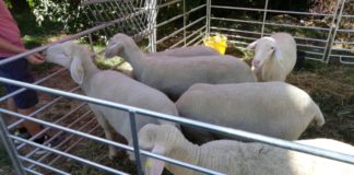 Lammfest auf dem Hofgut Neumühle – Kulinarisches für Genießer