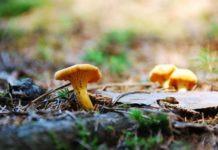 Kulinarische Pfälzerwald-Wochen: Kreativgerichte aus heimischen Qualitätsprodukten