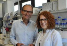 „Science“-Studie: Proteine surfen zu Bestimmungsort in Zellen – Forscher finden neuen Transportweg