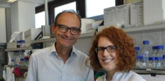 „Science“-Studie: Proteine surfen zu Bestimmungsort in Zellen – Forscher finden neuen Transportweg