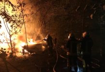 Löscharbeiten unter erschwerten Bedingungen – Wespen attackieren Feuerwehr