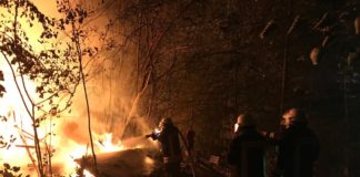 Löscharbeiten unter erschwerten Bedingungen – Wespen attackieren Feuerwehr