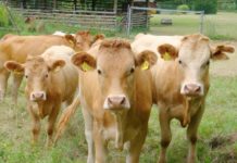 Kulinarische Glanrindertage – Alte pfälzische Hausrinderrasse im Mittelpunkt der Aktion des Biosphärenreservats