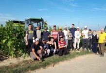 Tabakernte in der Pfalz beendet – Witterung machte den Pflanzen zu schaffen