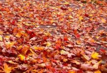 Herbstlaub rechtzeitig entfernen