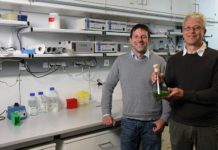 Kombinierbar wie Legosteine – Forscher entwickeln Gen-Baukasten für Grünalgen