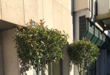 Dekorationsmaßnahme „Modemeile“ gestartet – Erste Glanzmispeln schmücken die Geschäftseingänge in der Innenstadt