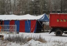 Ausgebüxte Kamele wieder eingefangen