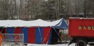 Ausgebüxte Kamele wieder eingefangen