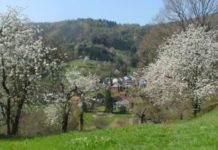 Für einen besseren Biotopverbund und mehr Licht
