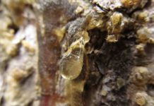 Winterluft und Räucherduft