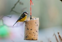 Jetzt Vögel füttern! NABU gibt jetzt Tipps zur richtigen Vogelfütterung am 08.12.18