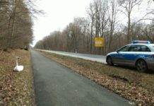 Schwan landet auf Landstraße