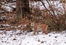 Luchs Lucky von Auto erfasst und getötet