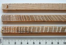 Die Herren der Ringe – Dendrochronologen informieren am 10. März im Haus der Nachhaltigkeit