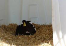 Versuchsergebnisse zur Nutztierhaltung – Hofgut Neumühle gibt Landwirten Empfehlungen