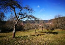 Baumschnittkurs in Dahn – Projekt „LIFE Biocorridors“ will Streuobstwiesen erhalten