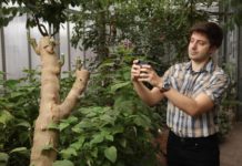 „Science“-Studie: Mechanismus zum Abbau von Chloroplasten-Proteinen geklärt