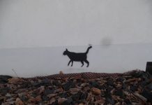 Katzensprayer in Kaiserslautern – Zeugen gesucht!