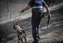 Polizeihund findet Drogen während einer Verkehrskontrolle