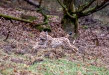 Luchs im Pfälzerwald: Fangsaison 2019 läuft erfolgreich