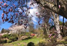 Sonderöffnungszeiten des Japanischen Gartens im Winter 2023