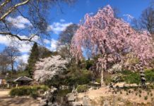 Eröffnung und Kirschblütenfest am Wochenende