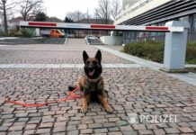 Einer der Helden des Tages!