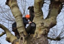 Greifvögel sollen Halsbandsittiche vergrämen