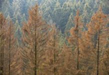 Wald und Wasser im Klimawandel