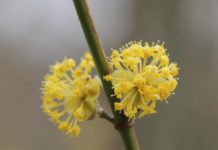Frühlingsbote „Kornelkirsche“ für Hausgärten abzugeben – Pflanzentauschbörse am 14. April