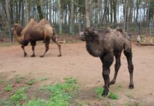 Wieder ein neuer Bewohner im Zoo Kaiserslautern