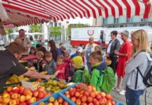 Wie die Löcher in den Käse kommen – Kita-Führung über den Wochenmarkt