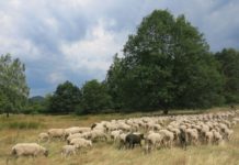 Osterzeit ist Lammzeit – Kulinarische Initiative im Biosphärenreservat Pfälzerwald