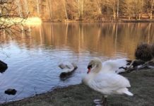 Schwäne verletzt – Wer kann Hinweise geben?