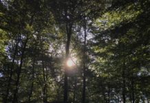 Waldbaden im Stadtwald von Kaiserslautern