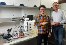 Stau in der Zelle – Kaiserslauterer Forscher entdecken Anti-Stress-System