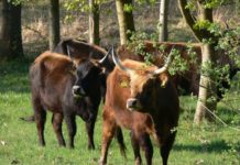 Kulinarische Weiderindtage im Biosphärenreservat Pfälzerwald-Nordvogesen
