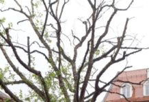 Rettungsversuch der Stadtbildpflege – Rückschnitt an der Platane vor der Stiftskirche