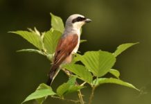 Wendehals, Steinkauz und Zilpzalp kennenlernen – Vogelstimmenexkursion durch Dahner Streuobstwiesen