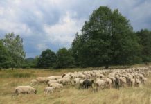 Kartiererinnen und Kartierer für die „Neuen Hirtenwege im Pfälzerwald“ im Einsatz