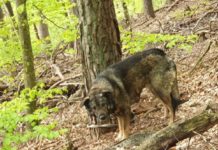 Tierschutzverein Kindsbach e.V.: Phil in Not