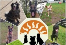 Sommerfest des Tierschutzverein Animal Sunshine Farm in Kindsbach, 30.06.